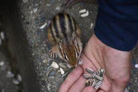 Animal Squirrel Chipmunk