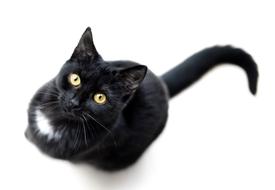 Cat Black Isolated