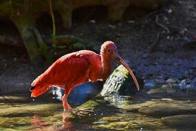 Ibis Eudocimus Ruber Scarlet