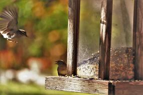 Birds Flying Sparrows Bird