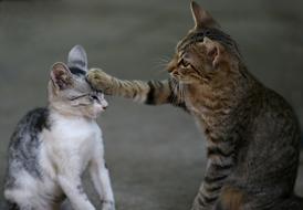 Cat Two Play