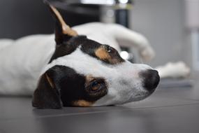 Dog Jack Russel Cute