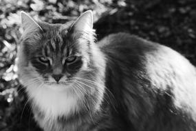 Cat Animal Pet
