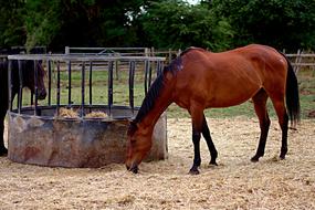 Horses Field Mammal