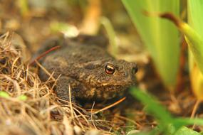 Toad Frog Eyes