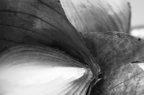 detailed drawing of onion petals