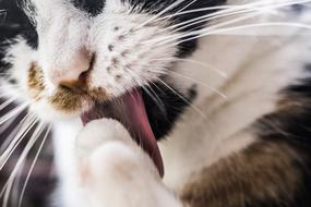 spotted cat licks paw, close-up