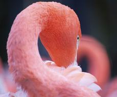Flamingo Pink Bird
