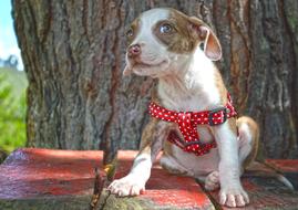Puppy Cachorra Dog