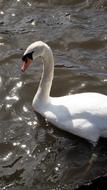 Swan Bird Animal Water