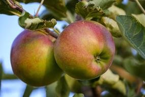 ripe juicy garden apples