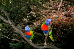 Parrots Red Bird