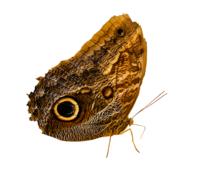 Animal World Butterfly Insect
