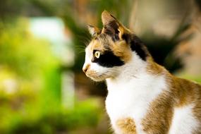 Cat Pet Animal