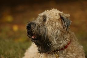 Dog Terrier Wheaten