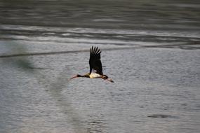 Bird Black Stork Flying