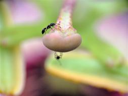 Insect Ant Tiny