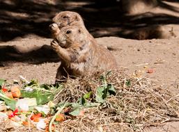 Prairie Dog Dogs Rodent