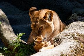 Lion Lioness Female