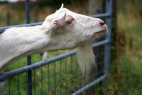 white goat stretching its neck