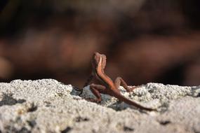 Lizard Animal Reptile