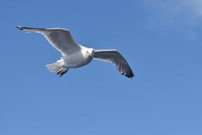 Seagull Flight Bird Wild animal