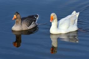 Goose Water Bird Animal
