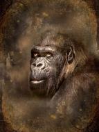 Monkey Vintage Natural