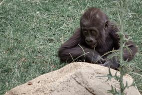 Gorilla Ape Mother