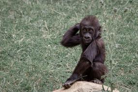 Gorilla Ape Mother