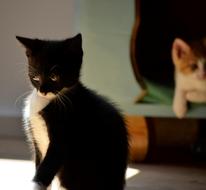 Kitten Small View