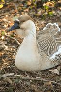 Goose Bird Plumage