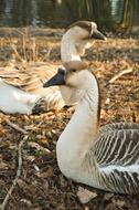 Goose Bird Plumage