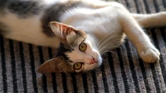 Cat Pet Feline