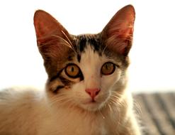 Cat Pet looking