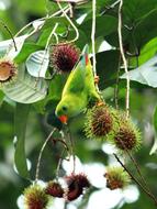 prickly fruits on a tree with a papuga