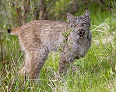 Lynx Cat Predator
