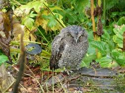 frowning fluffy owl on a log