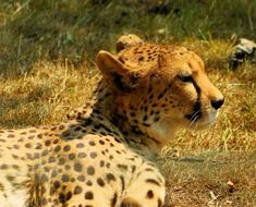 spotted cheetah resting in the reserve