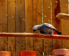 Bird Parrot Beautiful