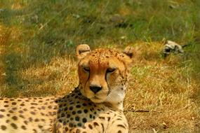 Gepardin Big Cat Portrait