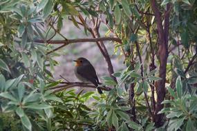 Bird Robin Bush