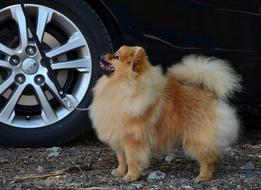 The Orange Spitz Dog
