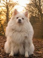 Dog Spitz in the Forest
