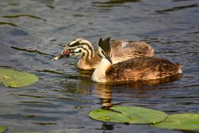 Great Crested Grebe Waterbird Bird
