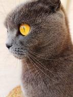 Cat Eyes Eye