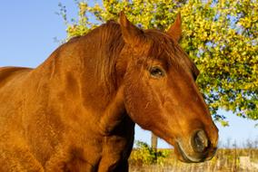 Horse Animal Head Close