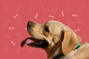 Dog Labrador Pet