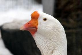 Goose Kholmogorskaya Bird