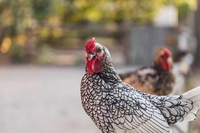 Chicken Chickens Poultry